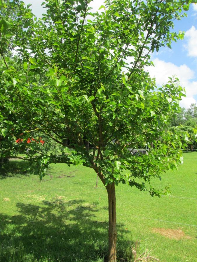 Florennes Gite Neuf 150 M2 Devant Un Grand Lac Prive De 2 Hectares Poissonneux Au Milieu Des Bois Eksteriør billede