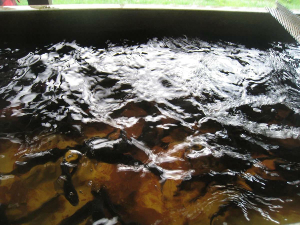 Florennes Gite Neuf 150 M2 Devant Un Grand Lac Prive De 2 Hectares Poissonneux Au Milieu Des Bois Eksteriør billede