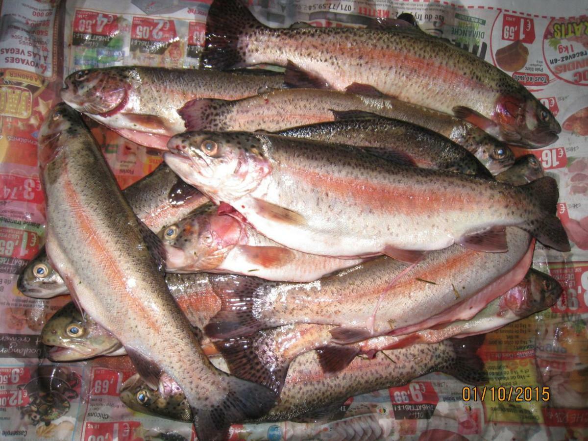 Florennes Gite Neuf 150 M2 Devant Un Grand Lac Prive De 2 Hectares Poissonneux Au Milieu Des Bois Eksteriør billede